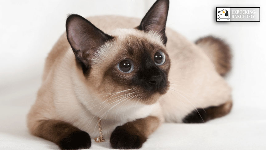 แนะนำแมวไทยชื่อดัง แมววิเชียรมาศ ราคา ไม่แพง ลักษณะแรร์ไอเทม