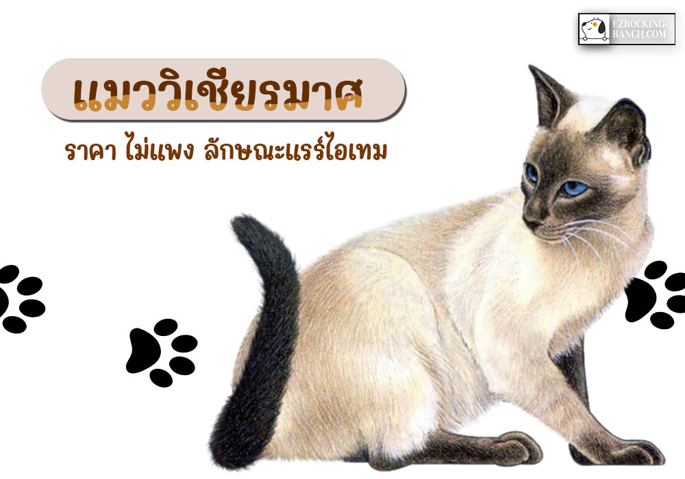 ลักษณะ นิสัย แมว: สิ่งที่คุณควรรู้ก่อนเลี้ยงแมว - Hanoilaw Firm