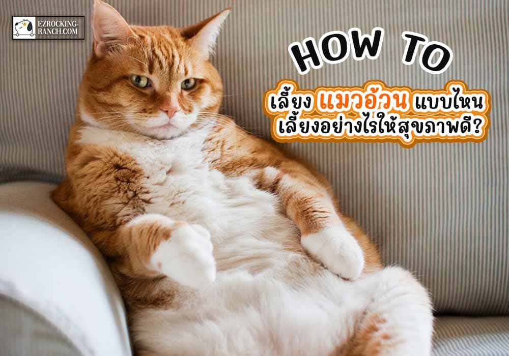 How To เลี้ยง แมวอ้วน แบบไหน เลี้ยงอย่างไรให้สุขภาพดี?