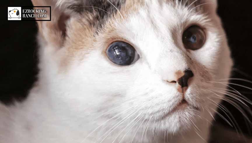รวมคำถามยอดฮิต แมวตาอักเสบ เกิดจากอะไร รักษาอย่างไรดี?